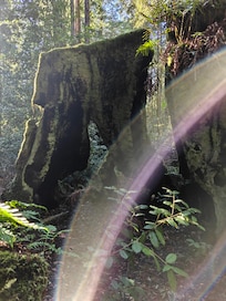 On the Sea Ranch hiking trails.