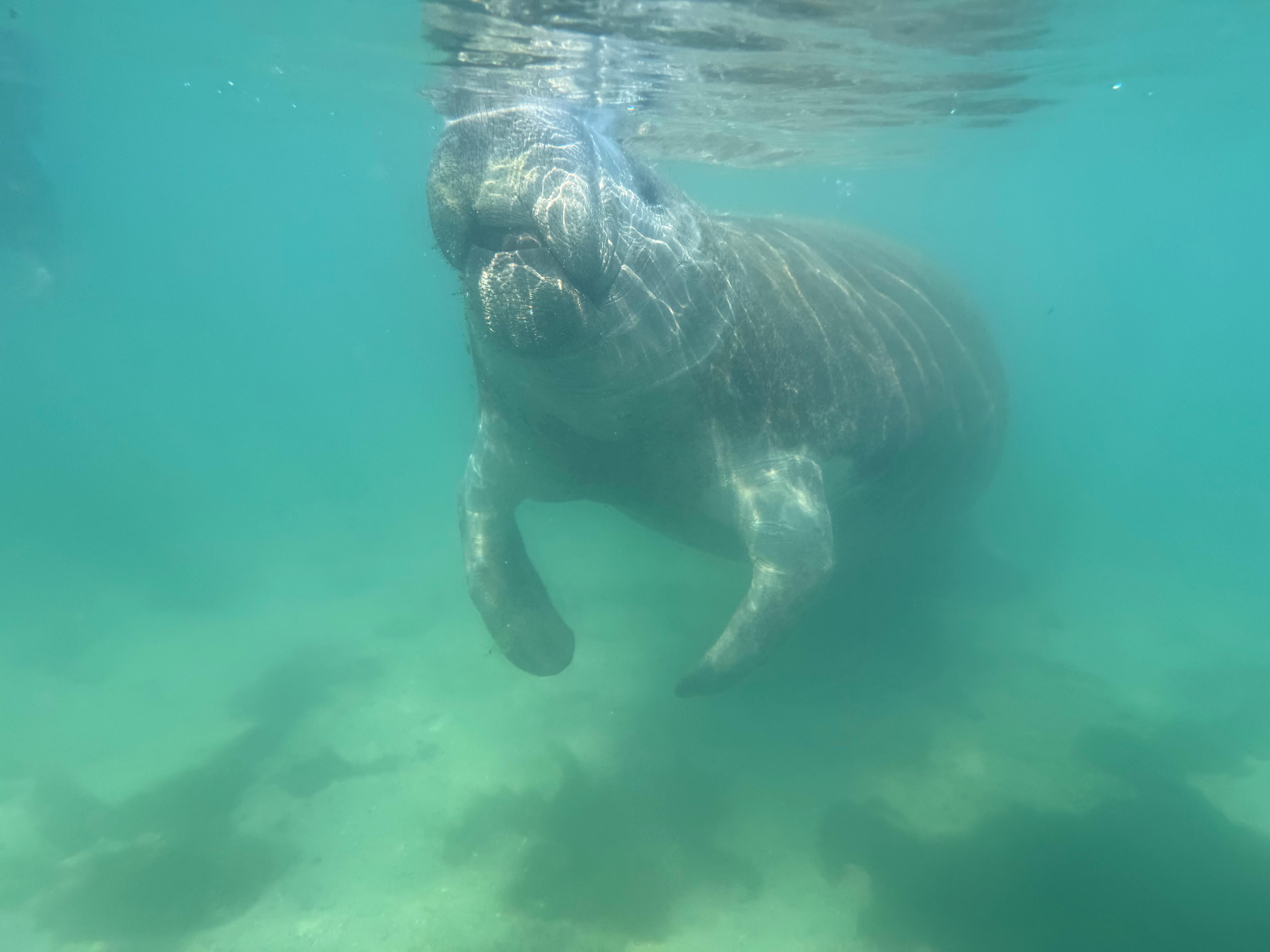Manatee we saw while snorkeling 