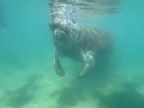 Manatee we saw while snorkeling