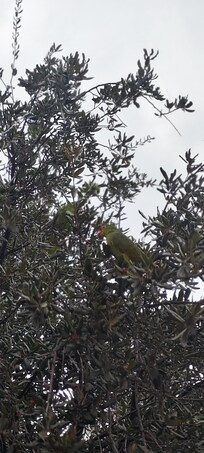 Llegó una parvada de loritos al centro