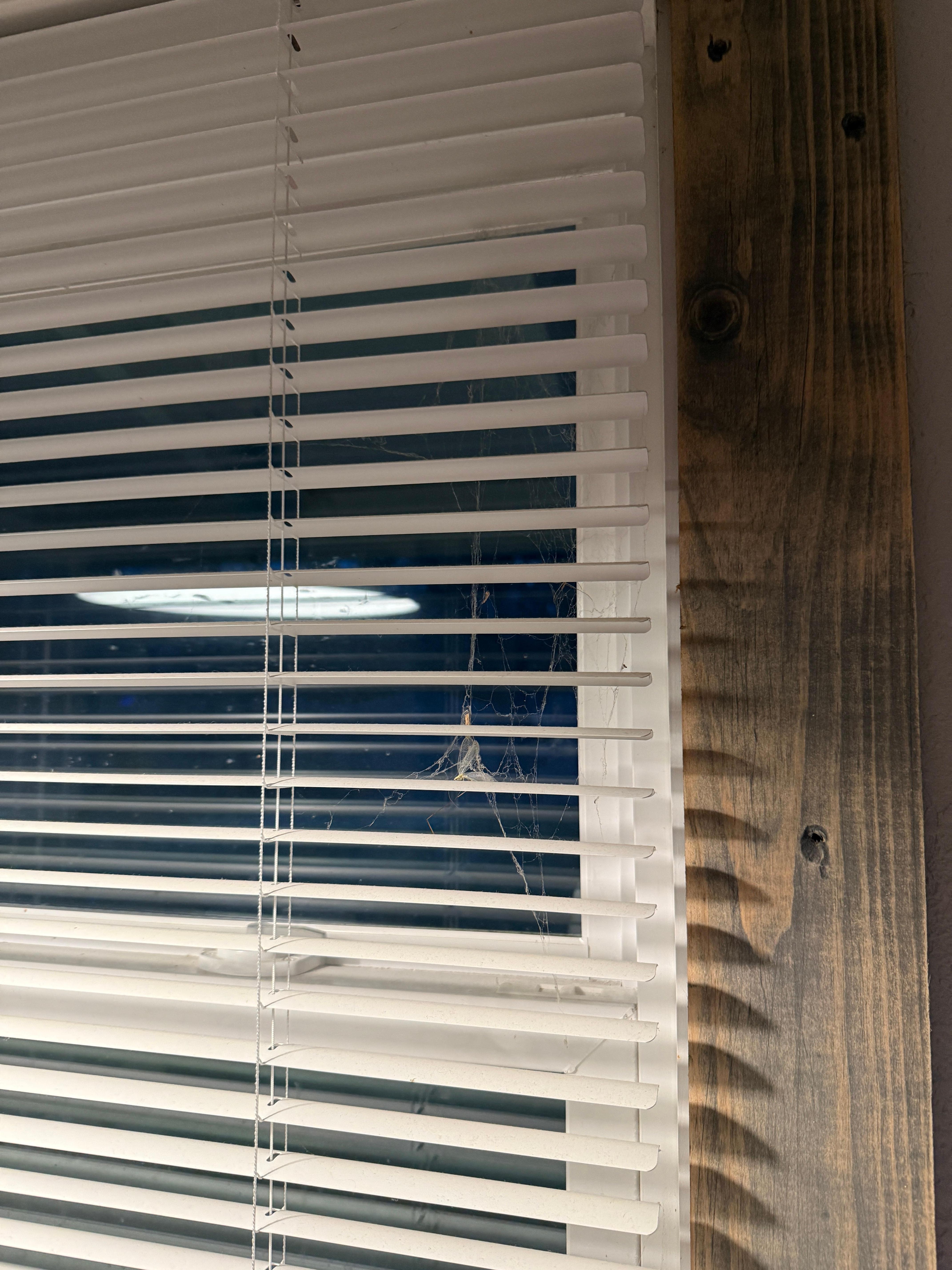 Cobwebs in the windows