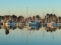 Pelicans are cruising around