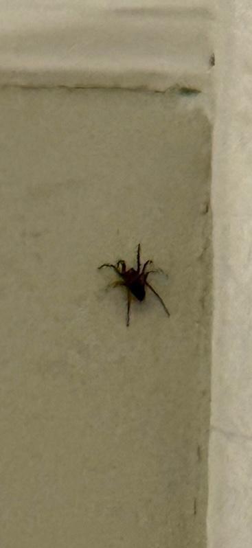 Spiders