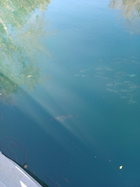 Manatee sighting at the state park
