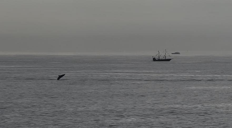 Whale breaching
