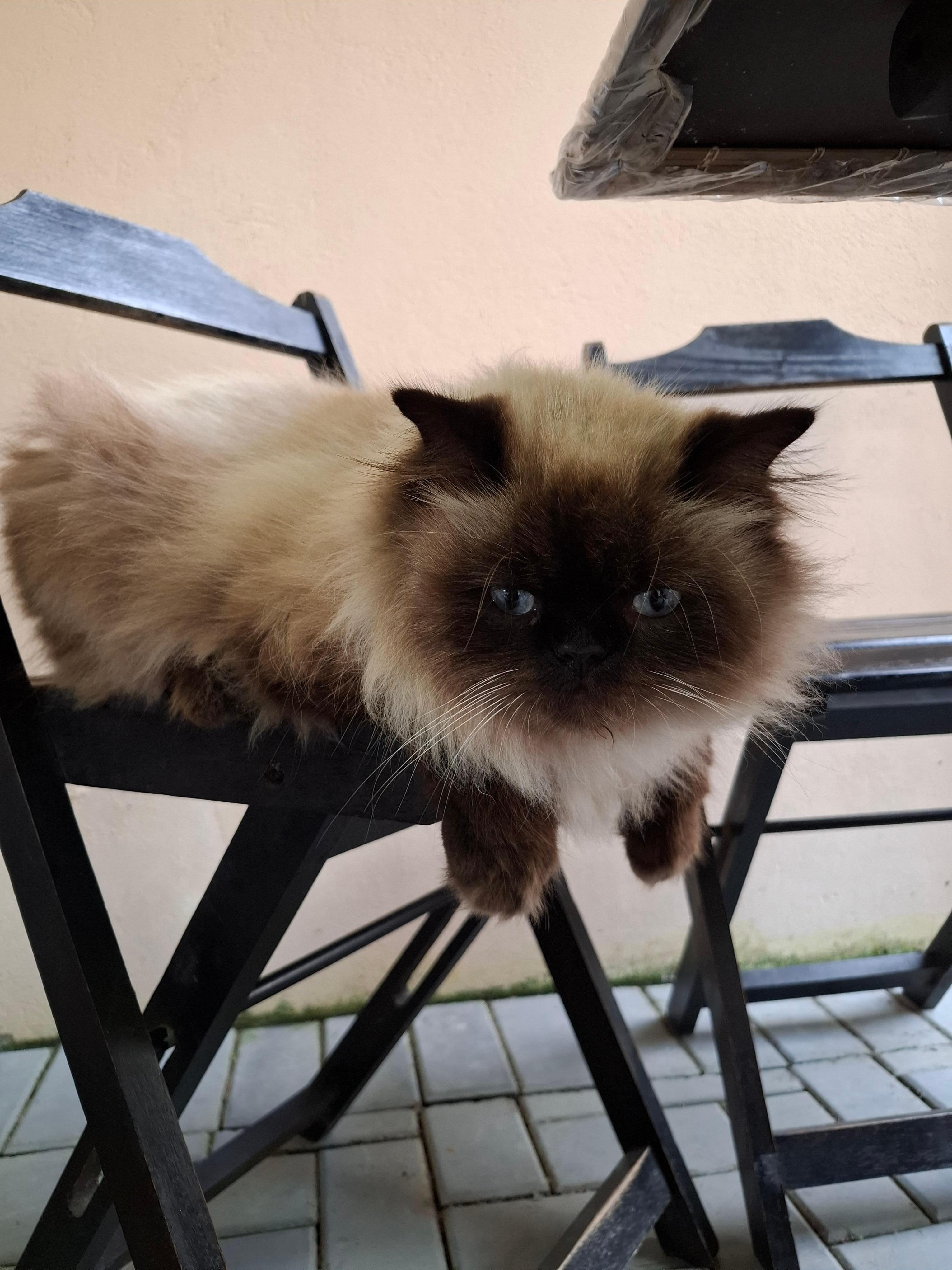 Meu anfitrião preferido. 