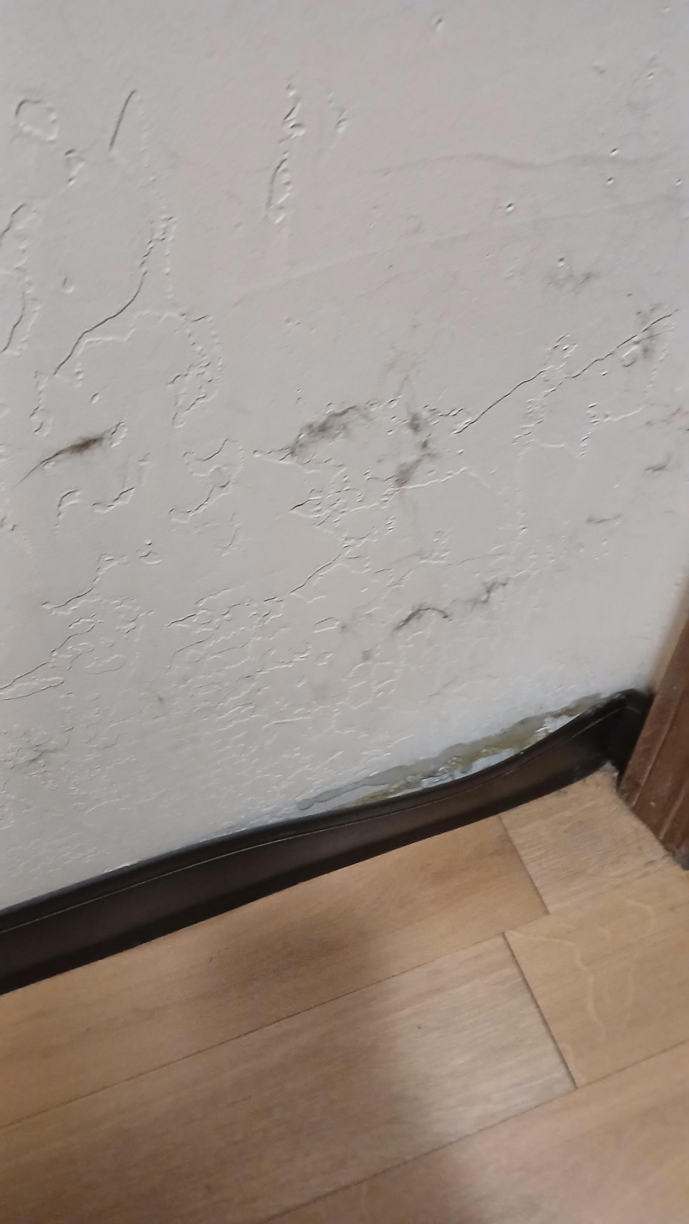 Dog hair stuck to the wall in the bathroom so bad you couldn't shower or it would get on you. It was everywhere.  