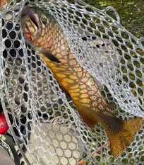17" Cutthroat