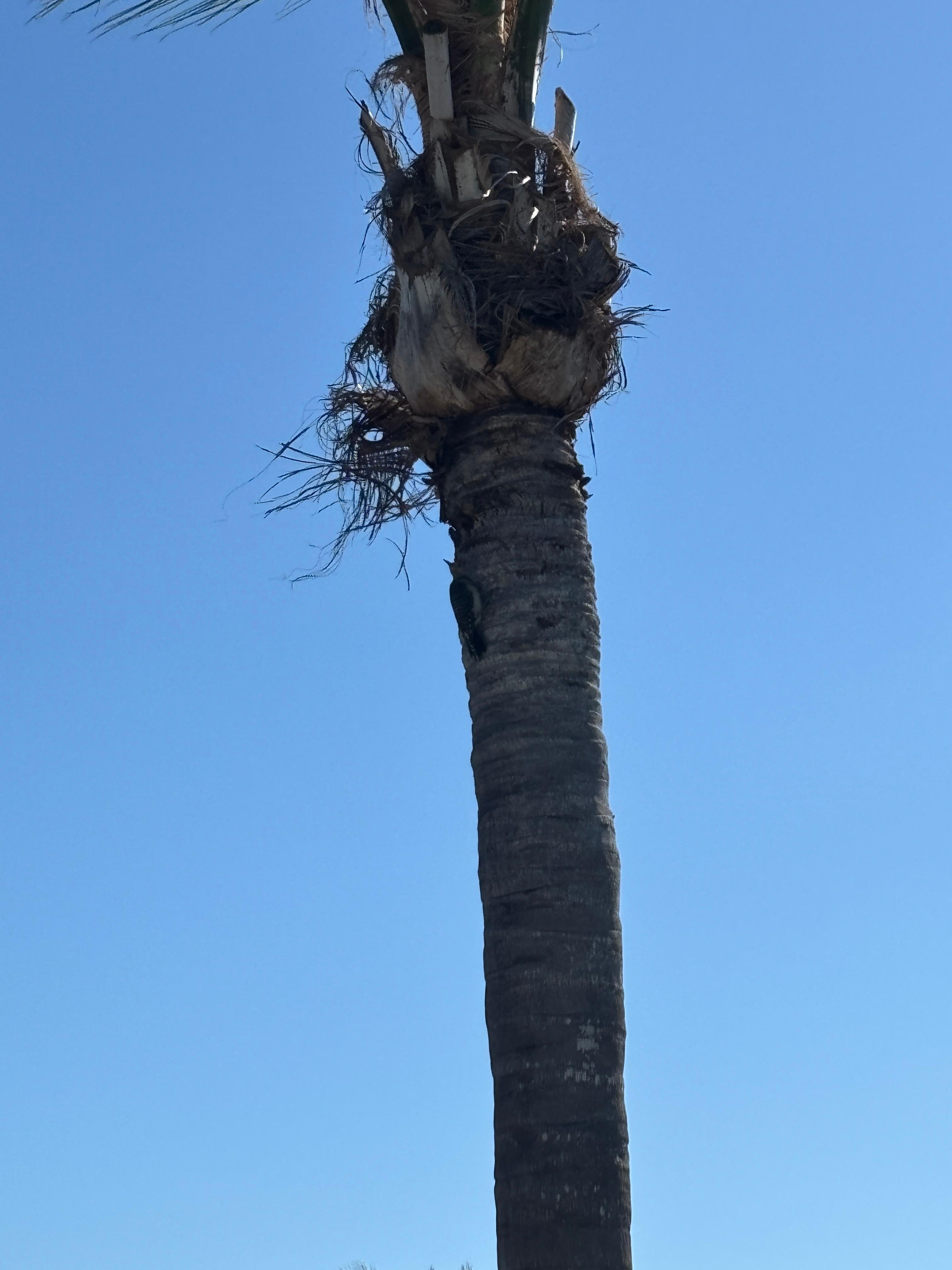 Woodpecker on tree outside of house. We loved hearing the birds sing!