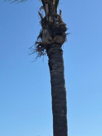 Woodpecker on tree outside of house. We loved hearing the birds sing!