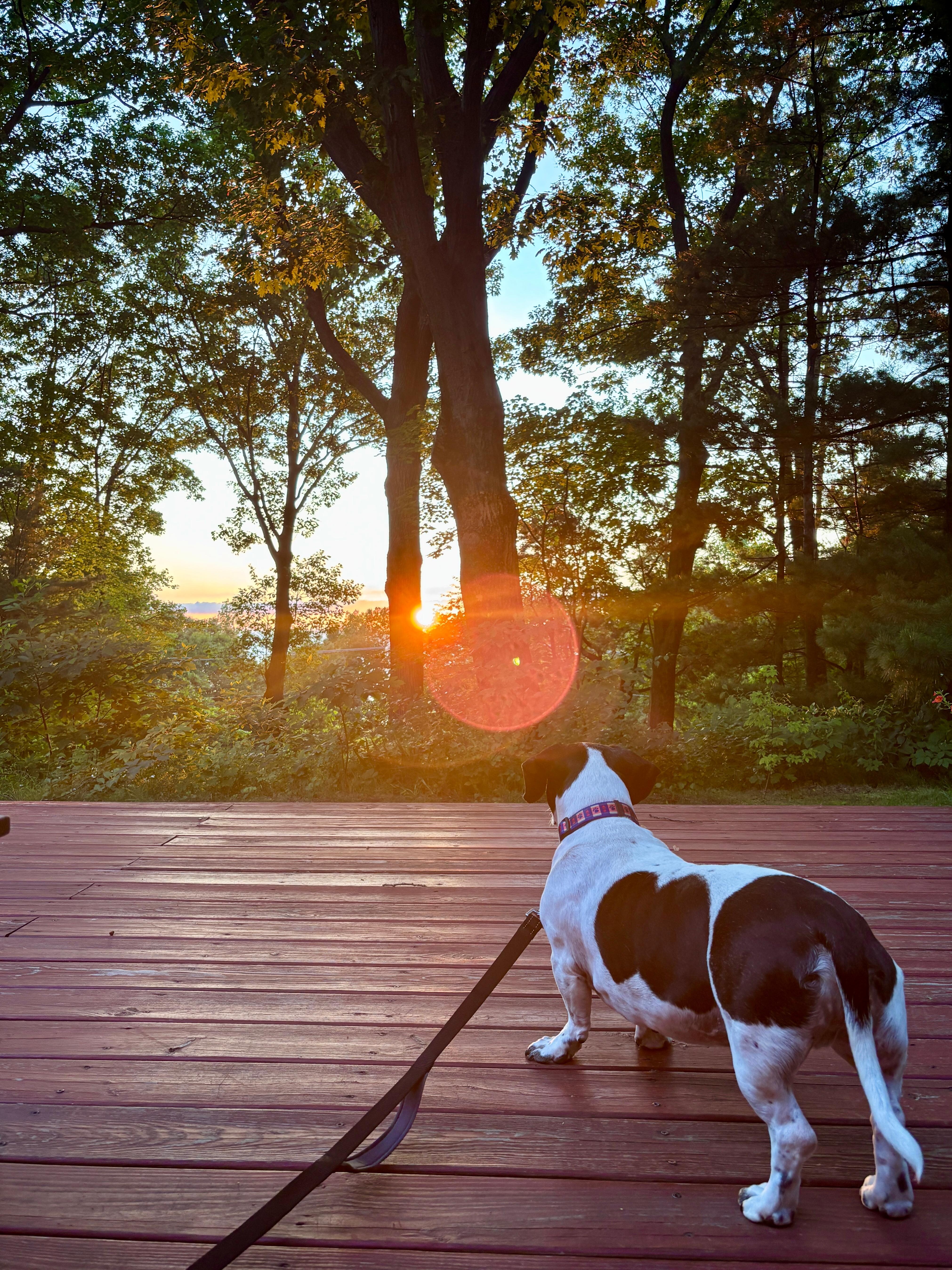 Even our pup enjoyed the view!