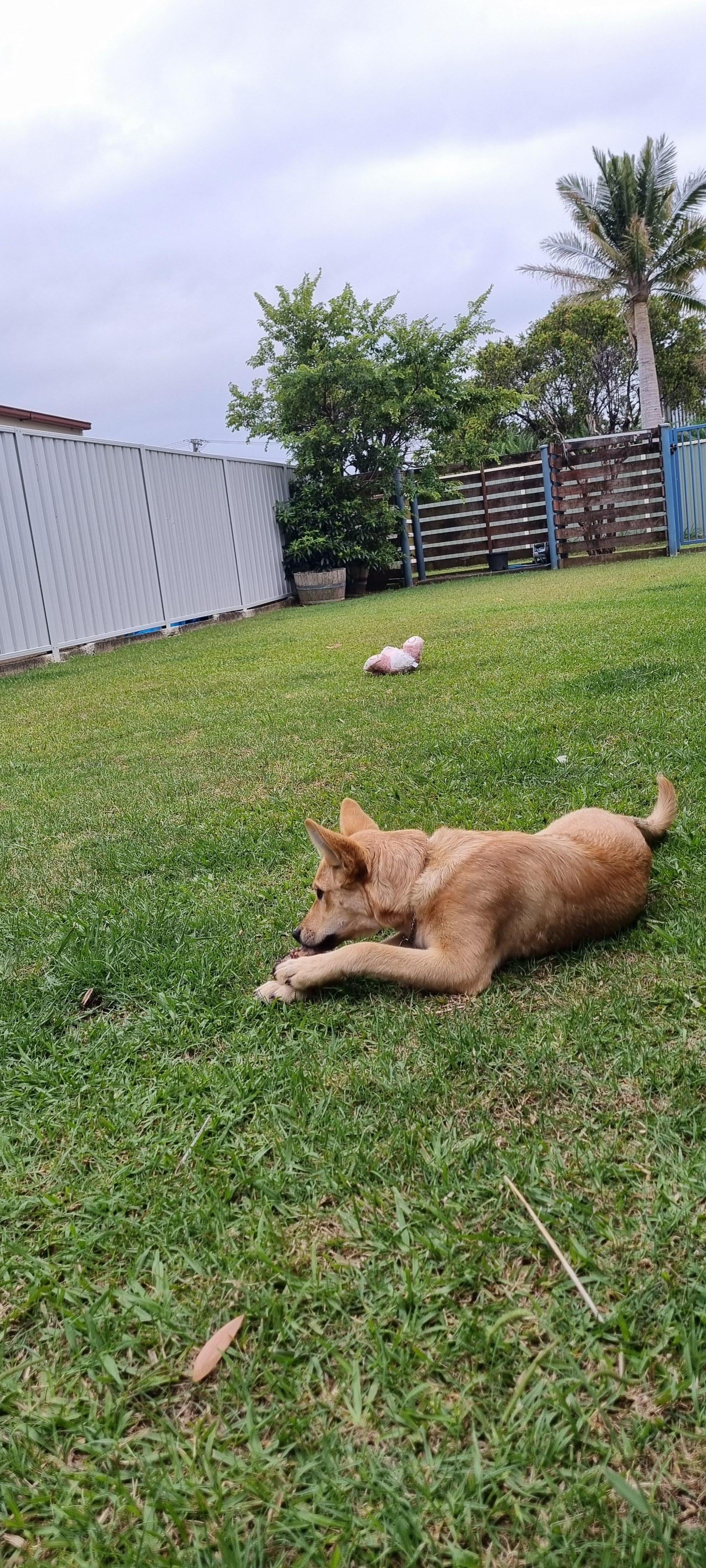 Huge backyard for your pupper to play