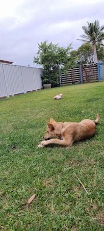 Huge backyard for your pupper to play