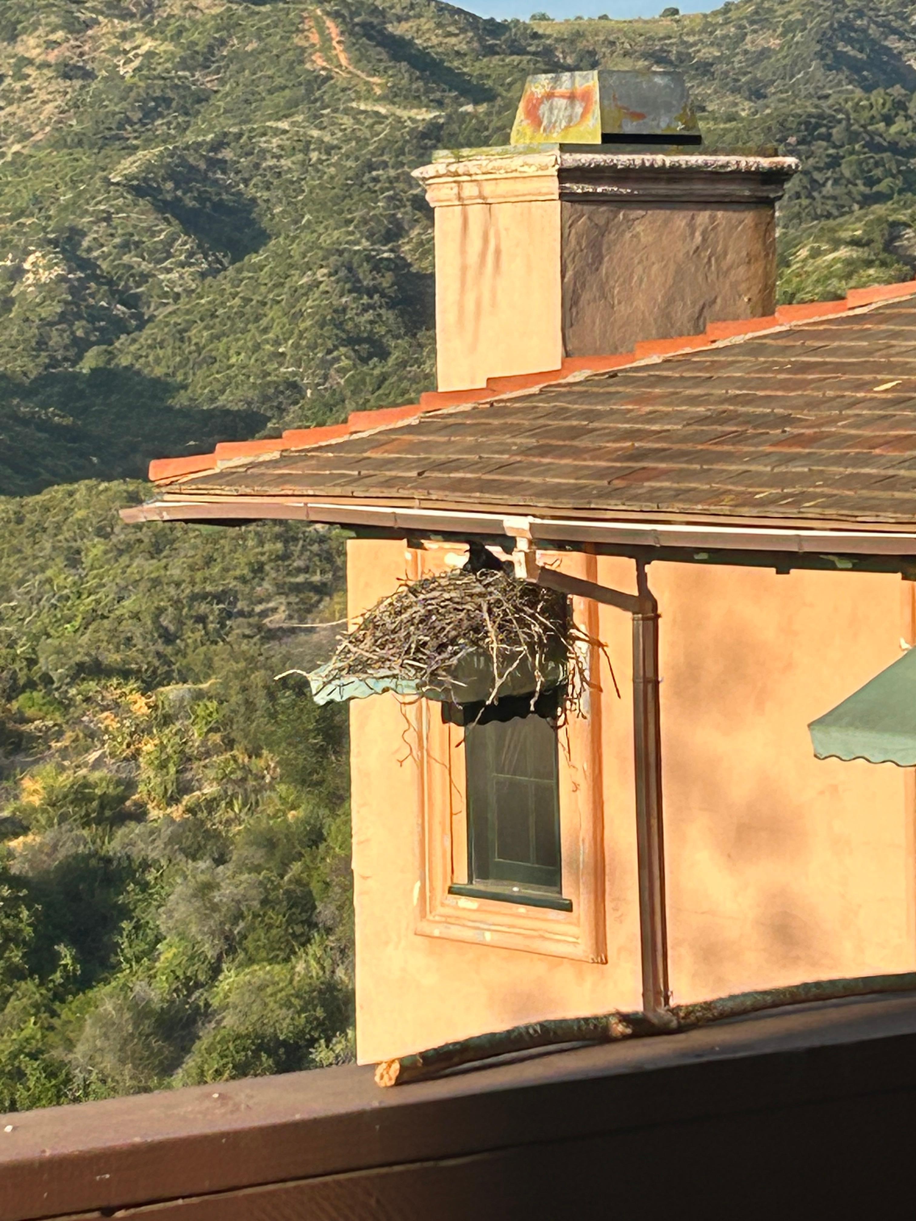 Birds nest was fun to watch! Lots of activity. 