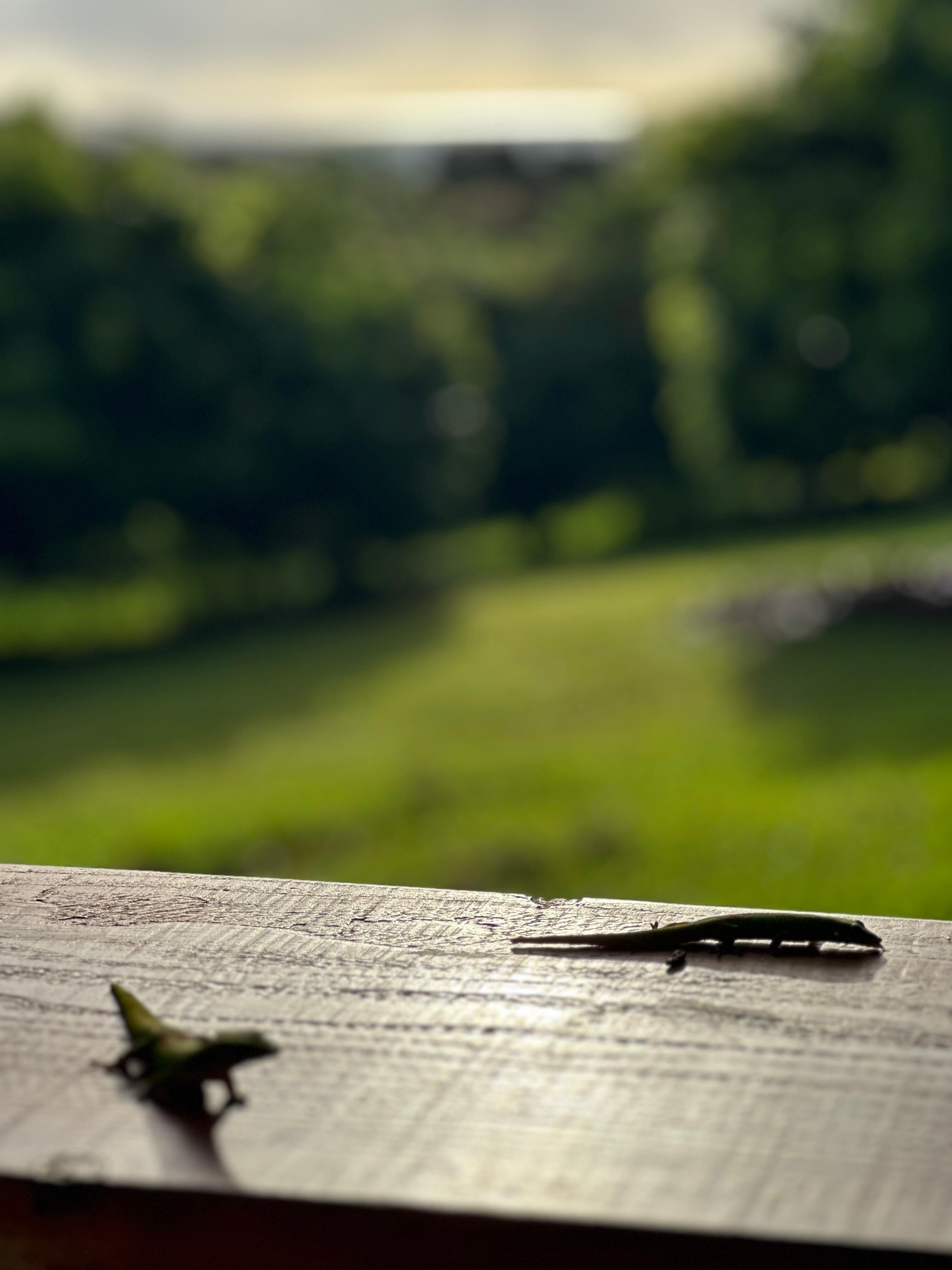 Sunrise with Geckoes 