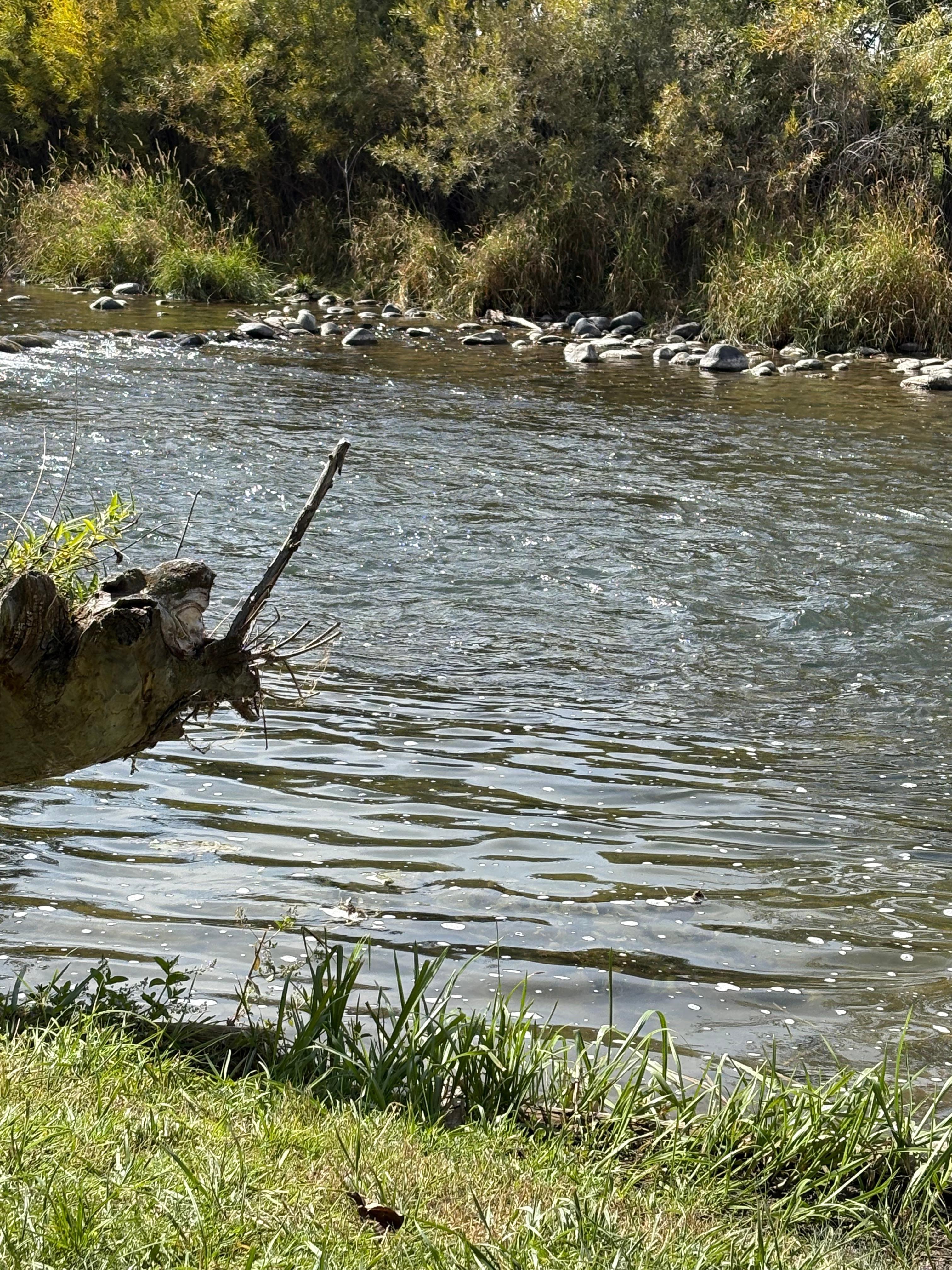 Gallatin River right behind the house! 