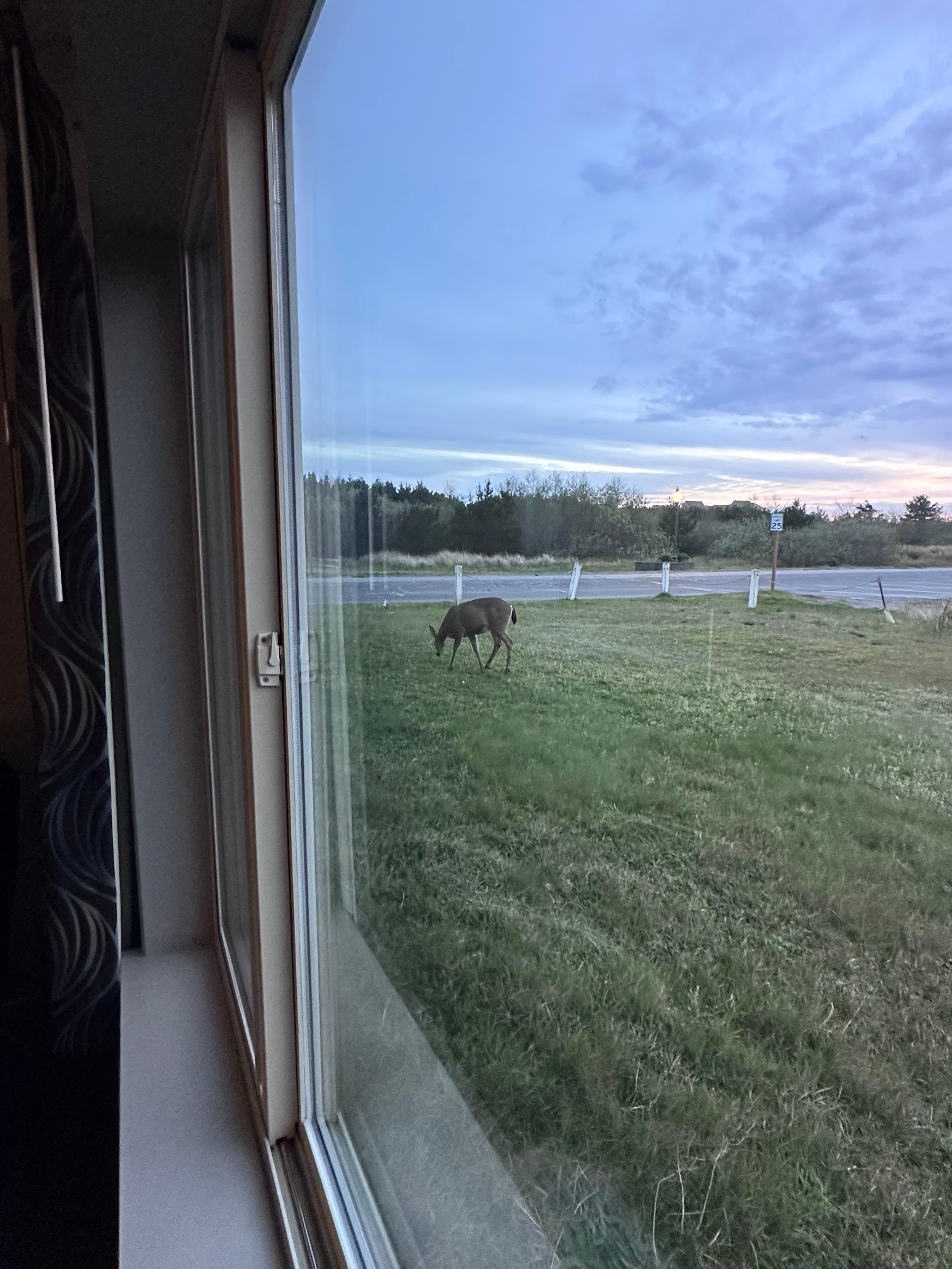 Wildlife outside bedroom window 