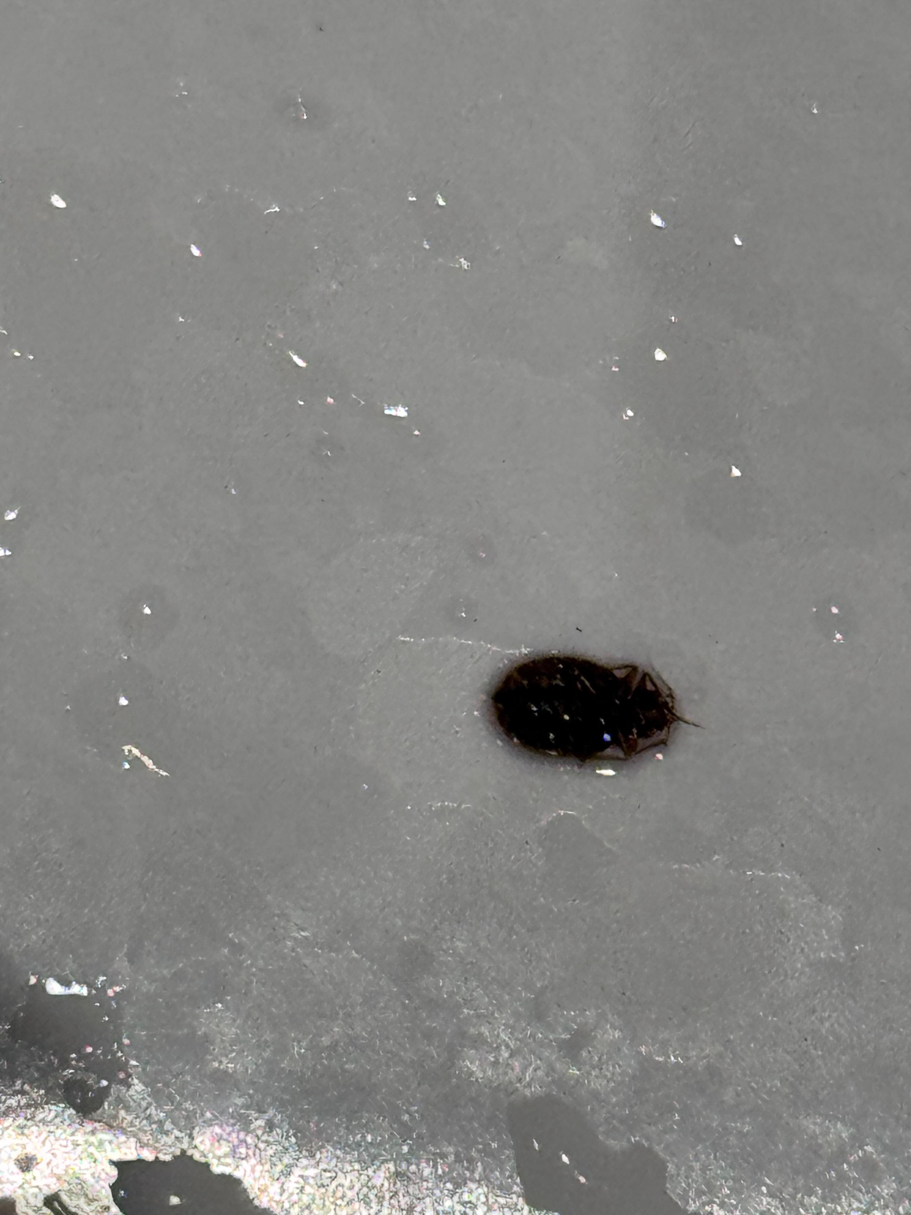 Bed bugs found everywhere! 