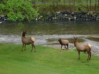 We saw these elk right in front of our balcony by the river at Quality Inn.