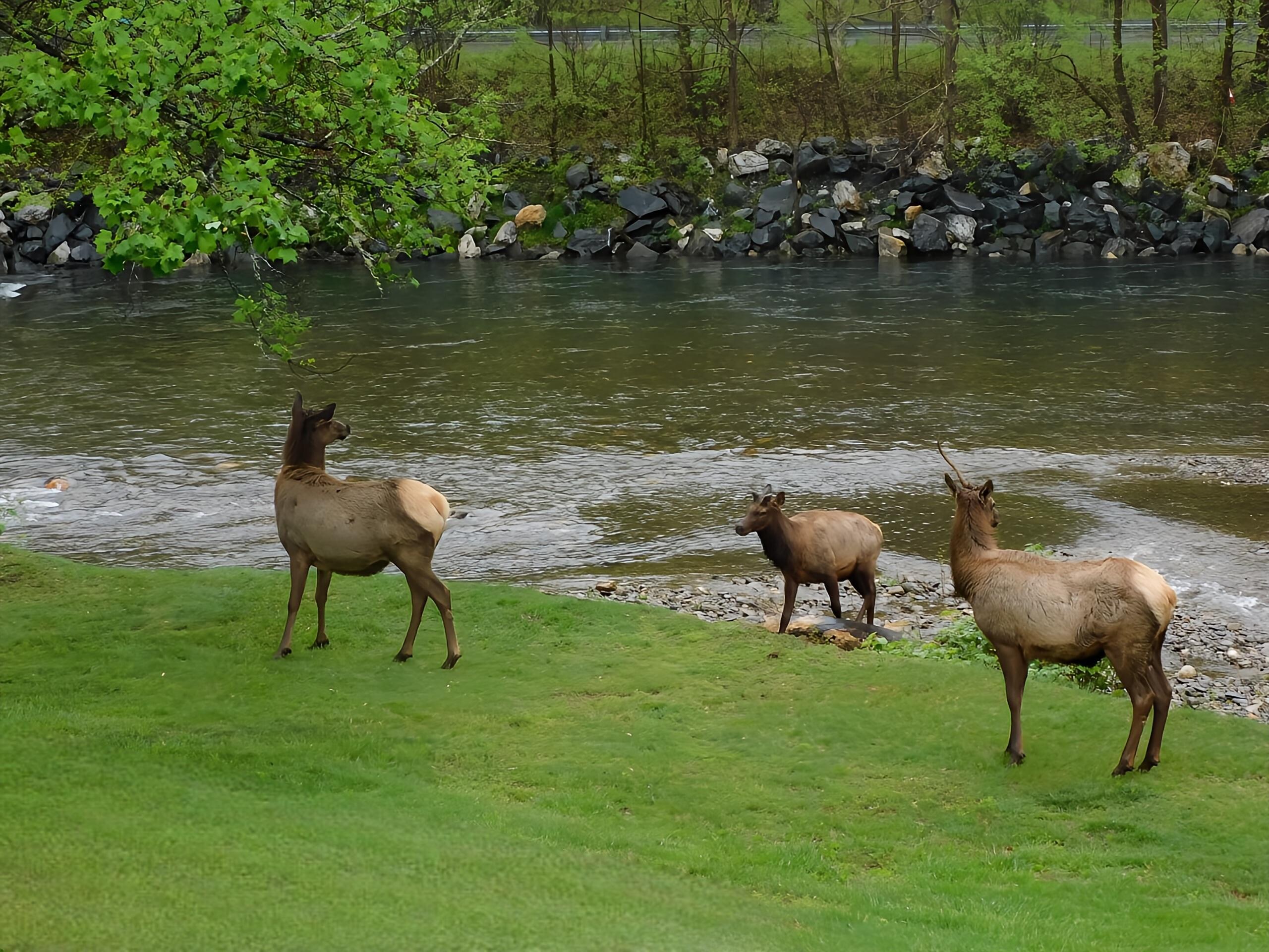 We saw these elk right in front of our balcony by the river at Quality Inn.