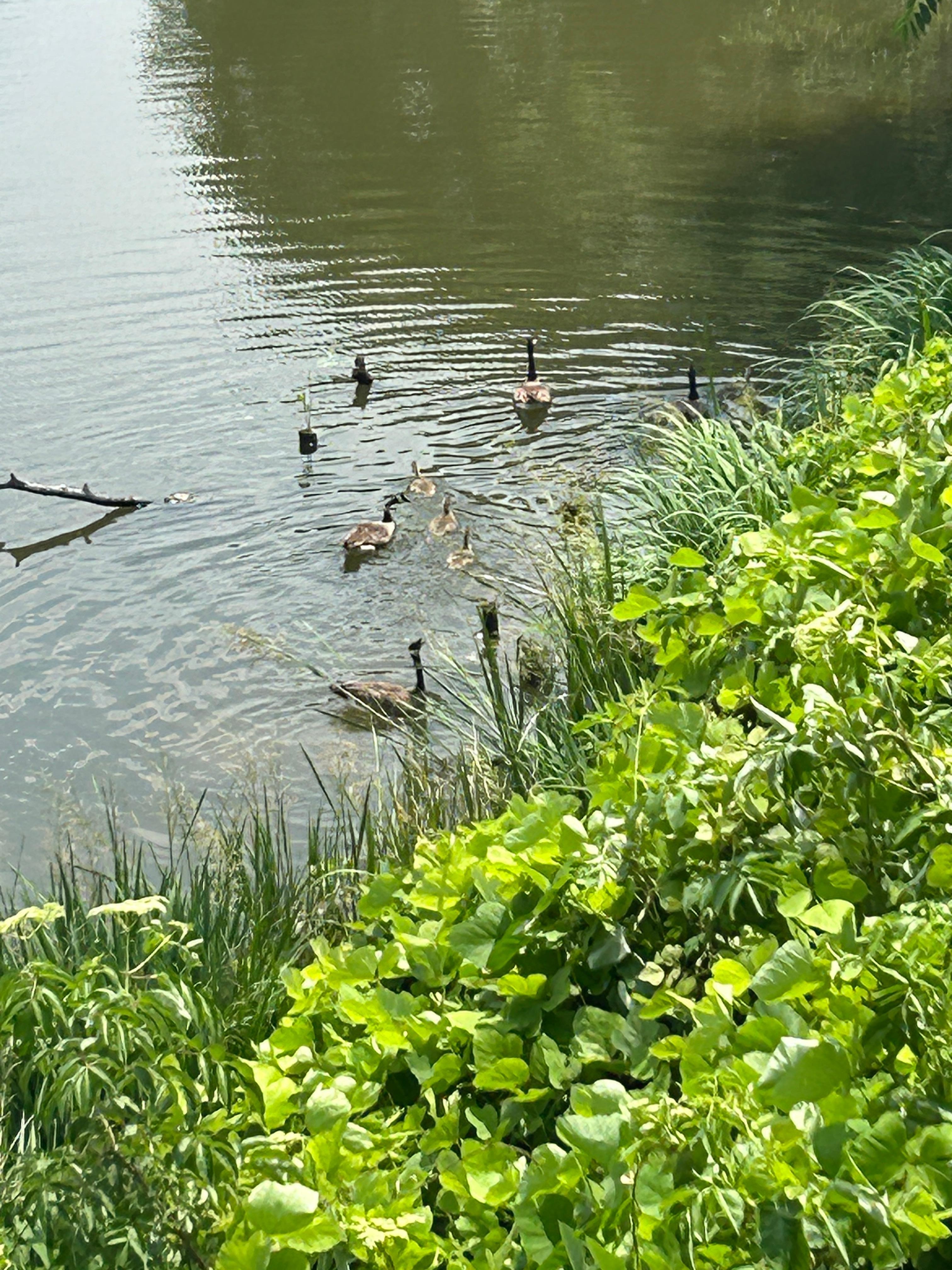 Family of Geese visted 