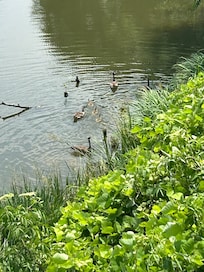 Family of Geese visted
