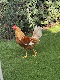 Chicken.