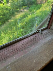 ripped screen and overgrown yard