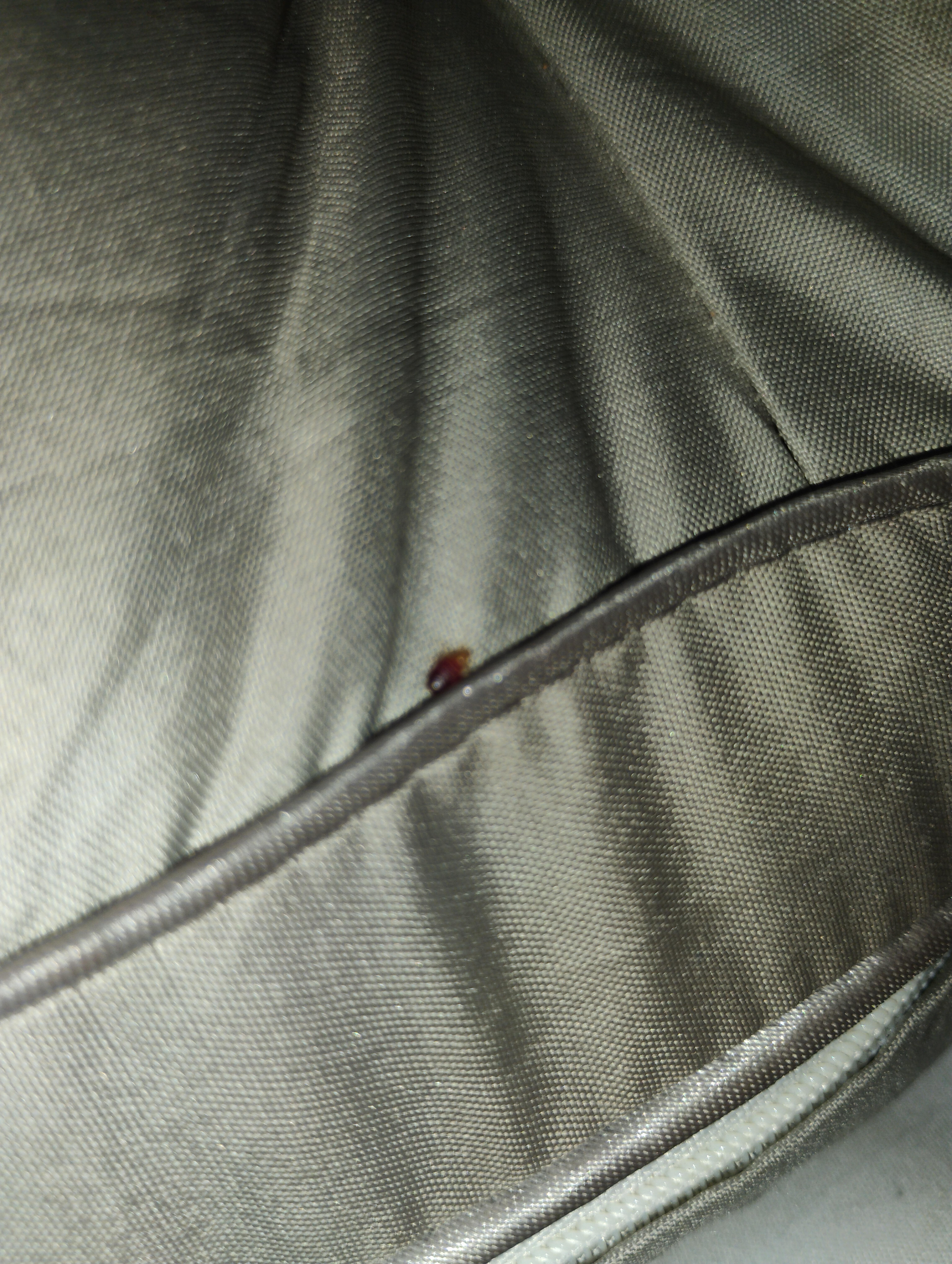 Another adult bed bug