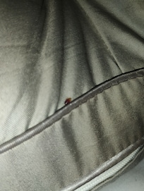 Another adult bed bug