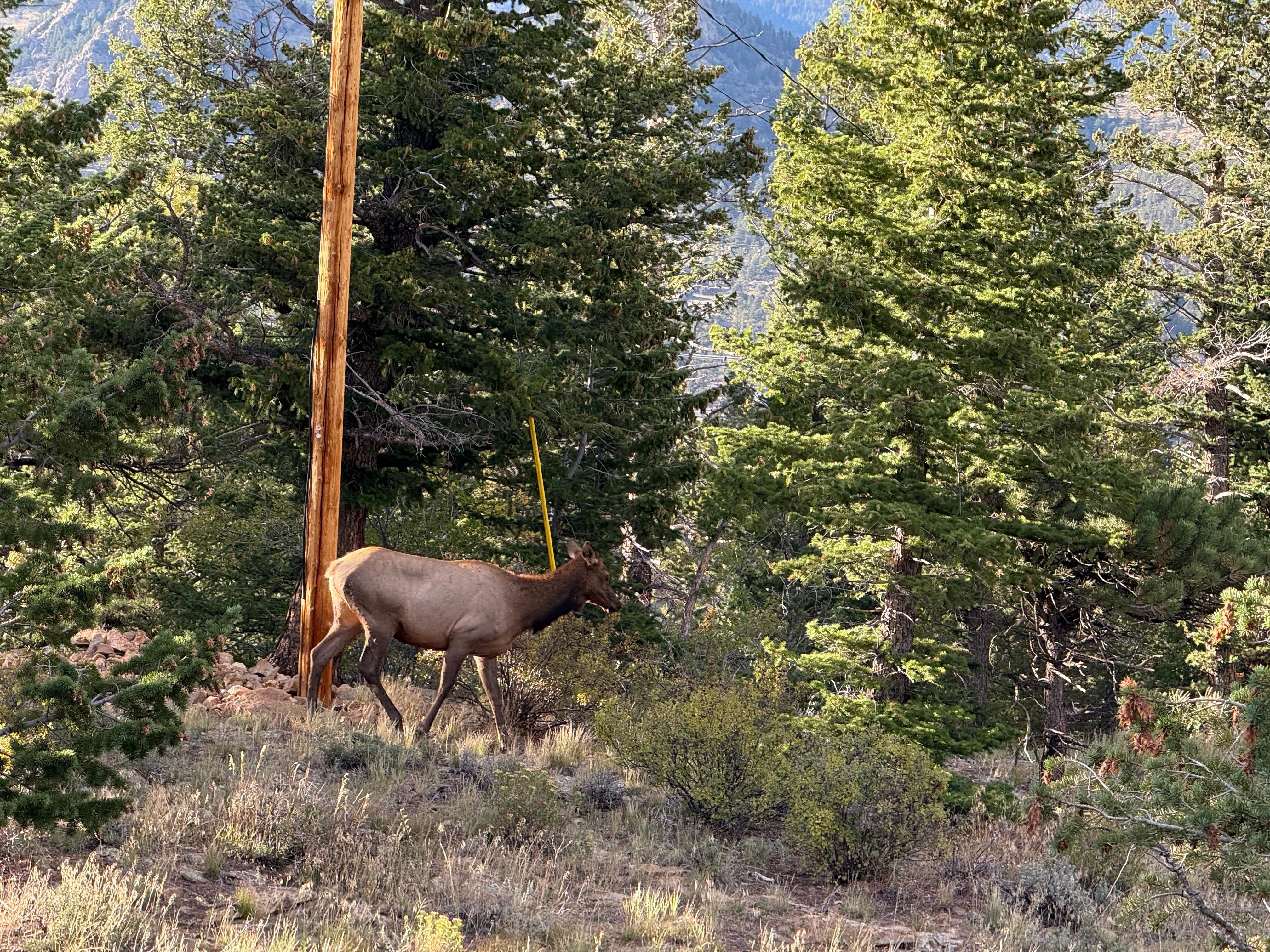 One of eight elk strolling by in the neighborhood.