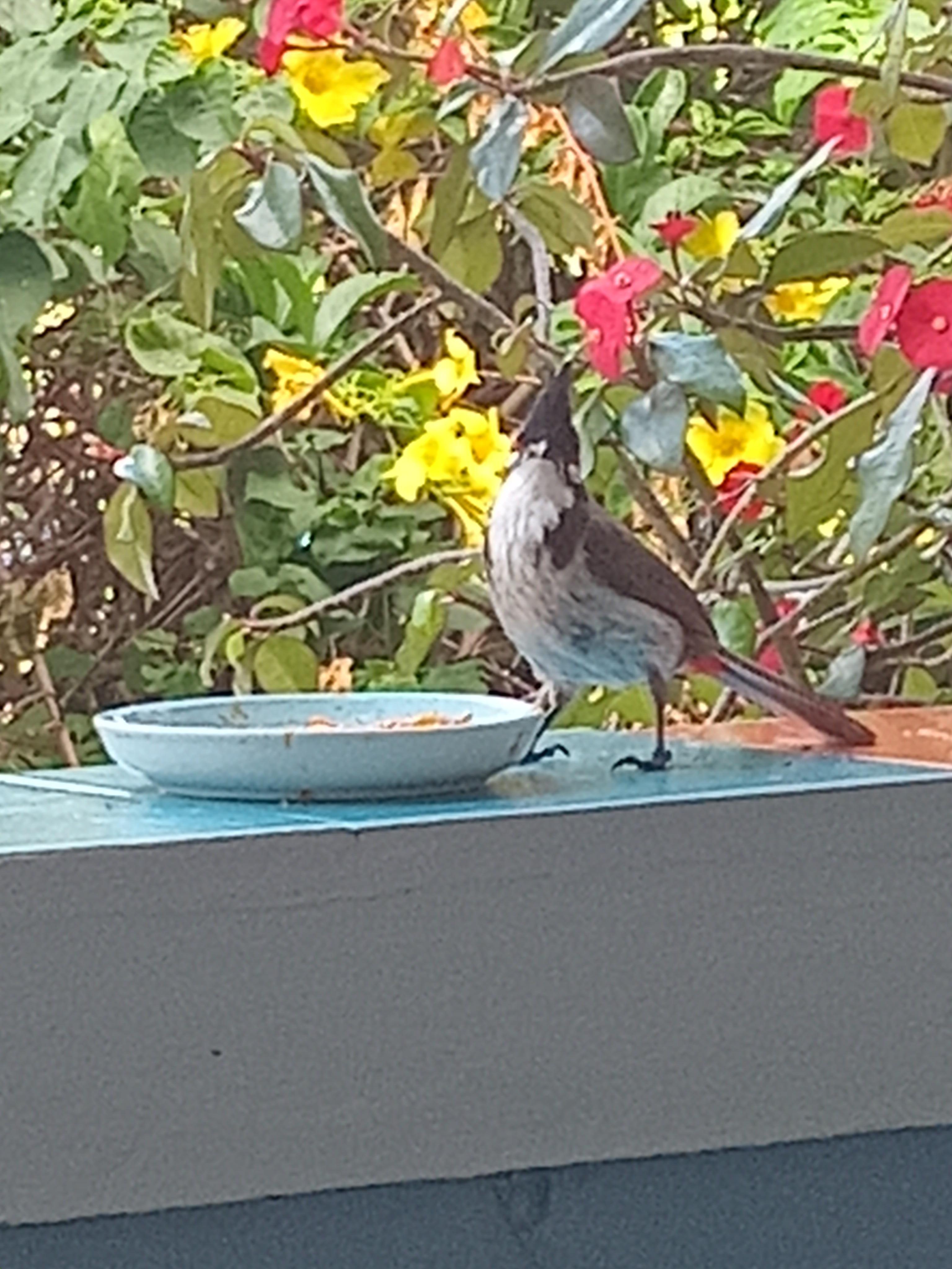 Les oiseaux qui viennent picorer les mangues ...