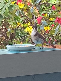 Les oiseaux qui viennent picorer les mangues ...