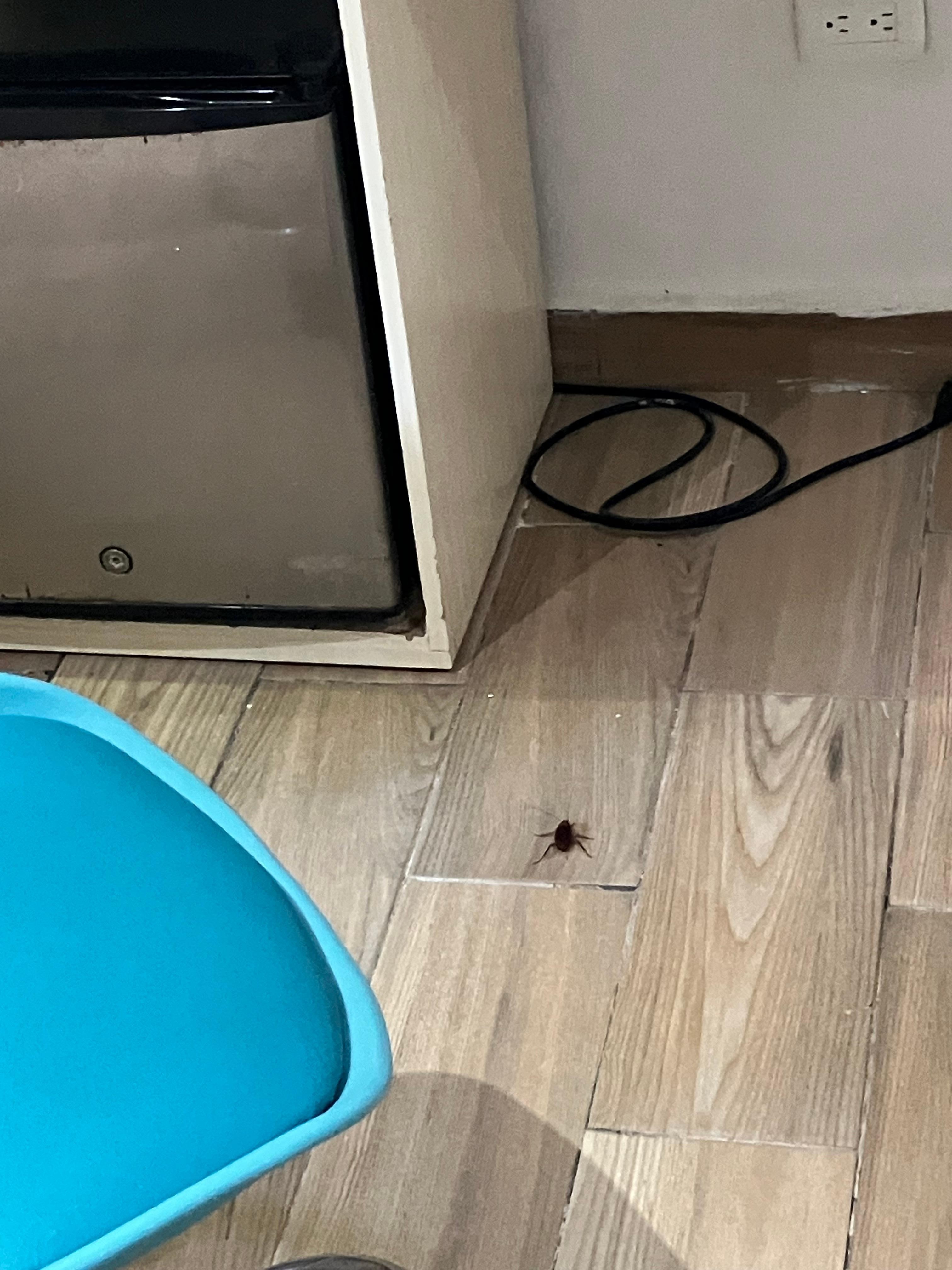 Huge water roach in my room!