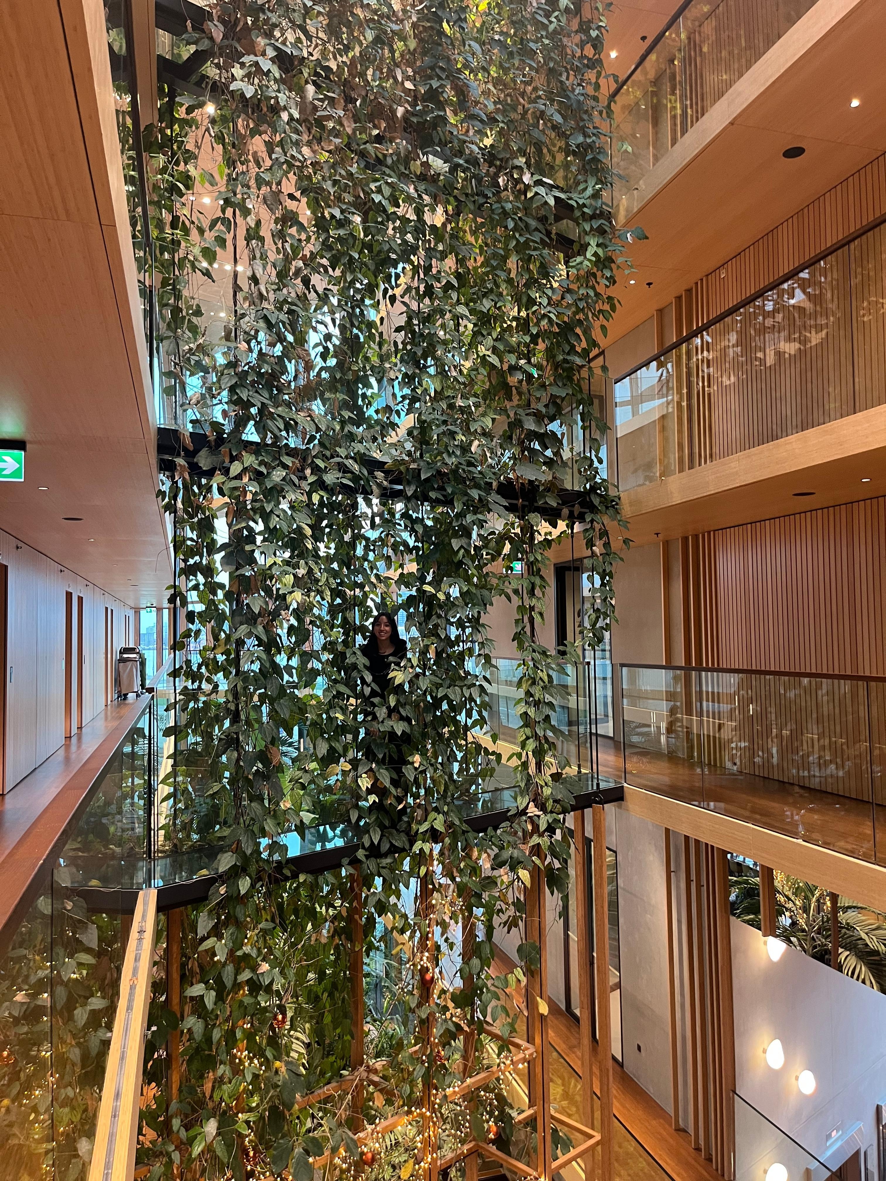 Crossing the jungle bridge 