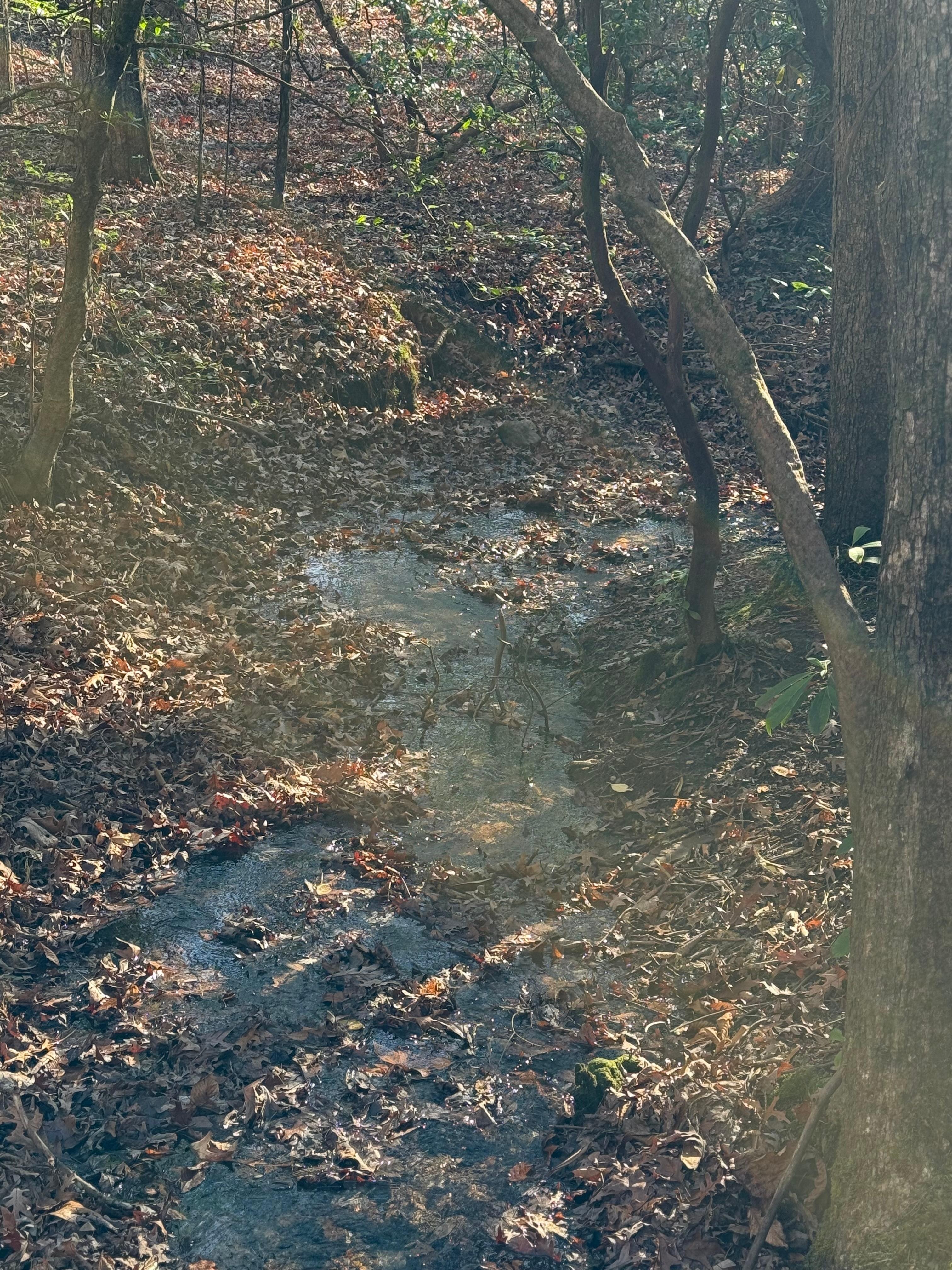 Nice creek that runs through the backyard 