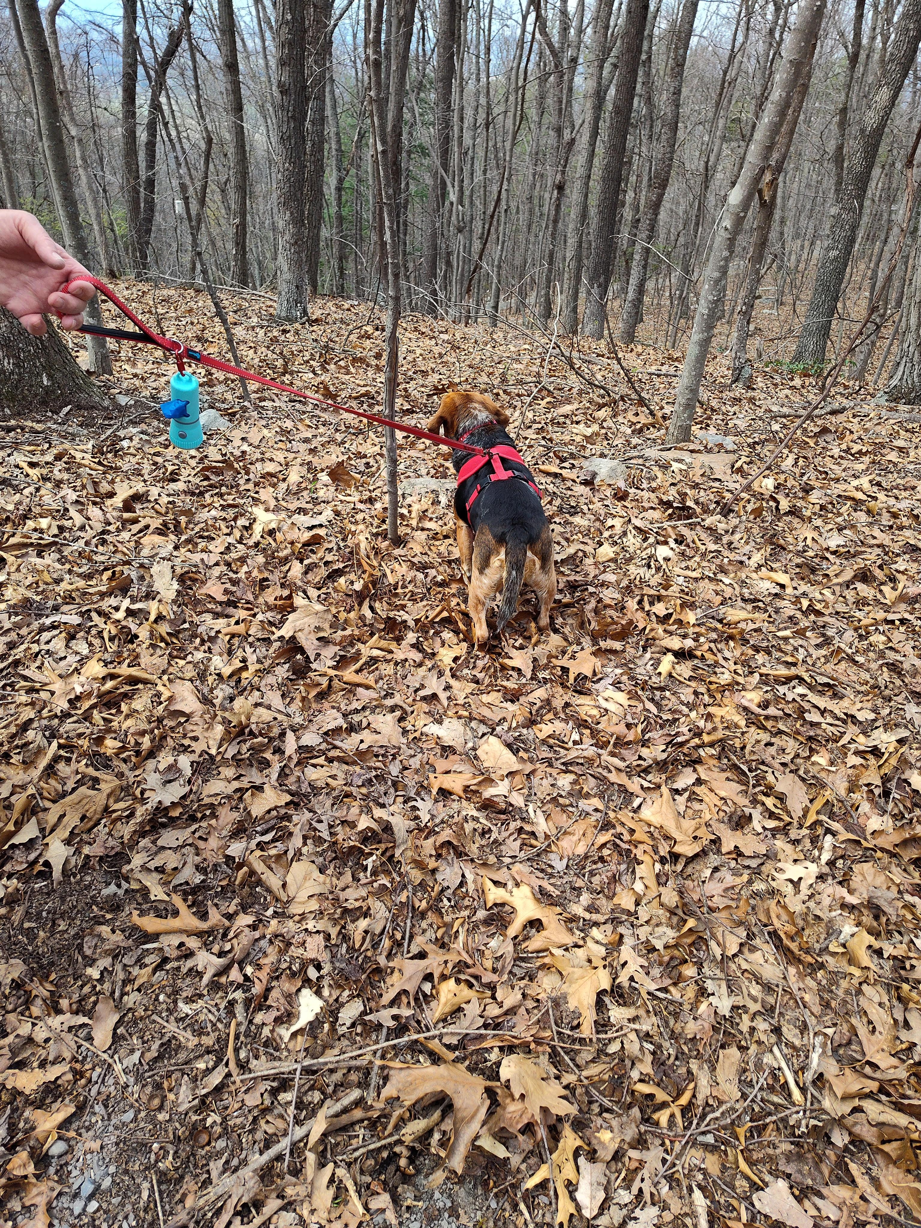 More sights, sounds and smells in the woods.