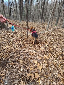 More sights, sounds and smells in the woods.