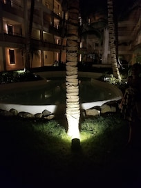 One of many palm trees on the property