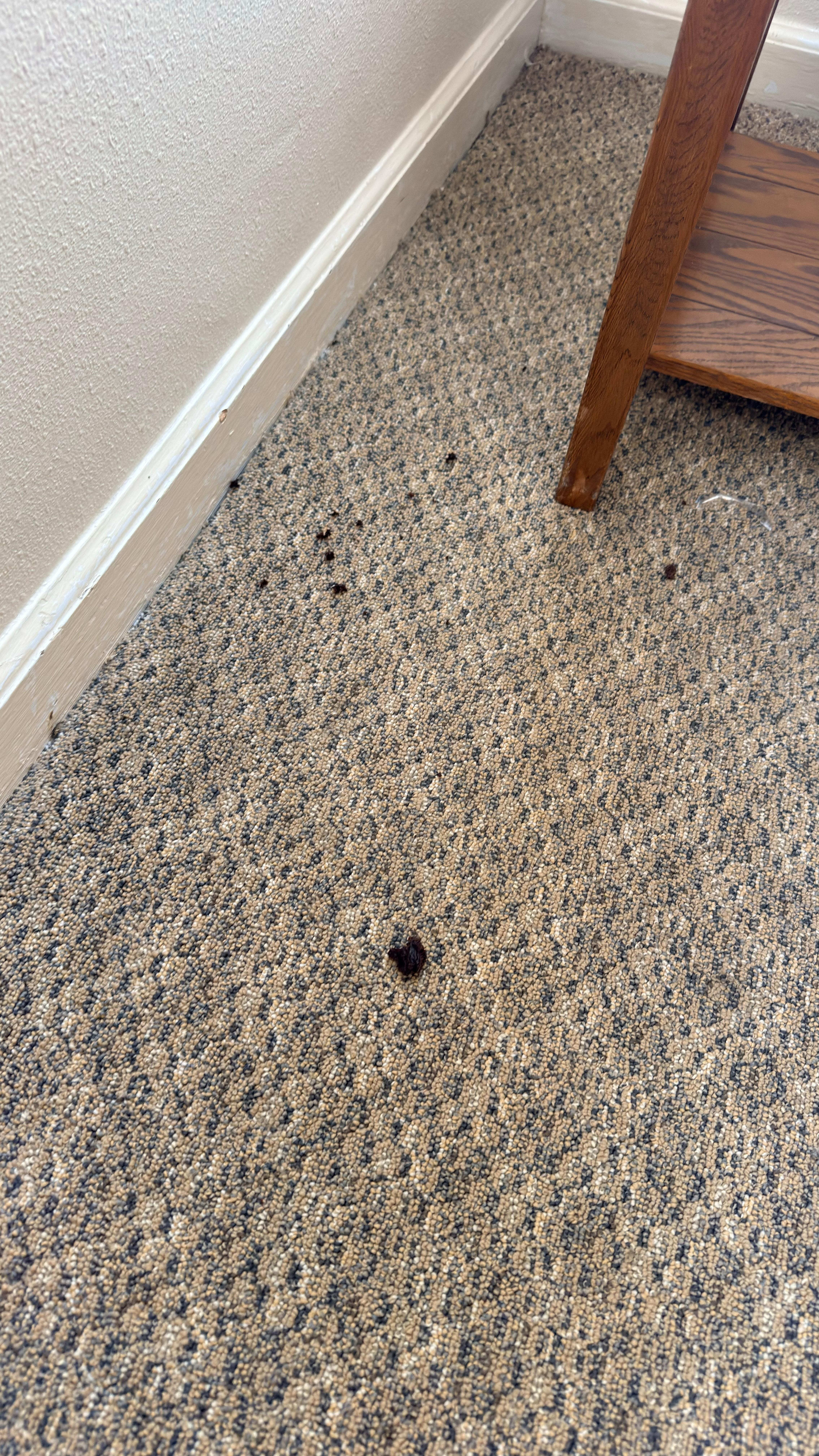 Some brown food on the floor. 