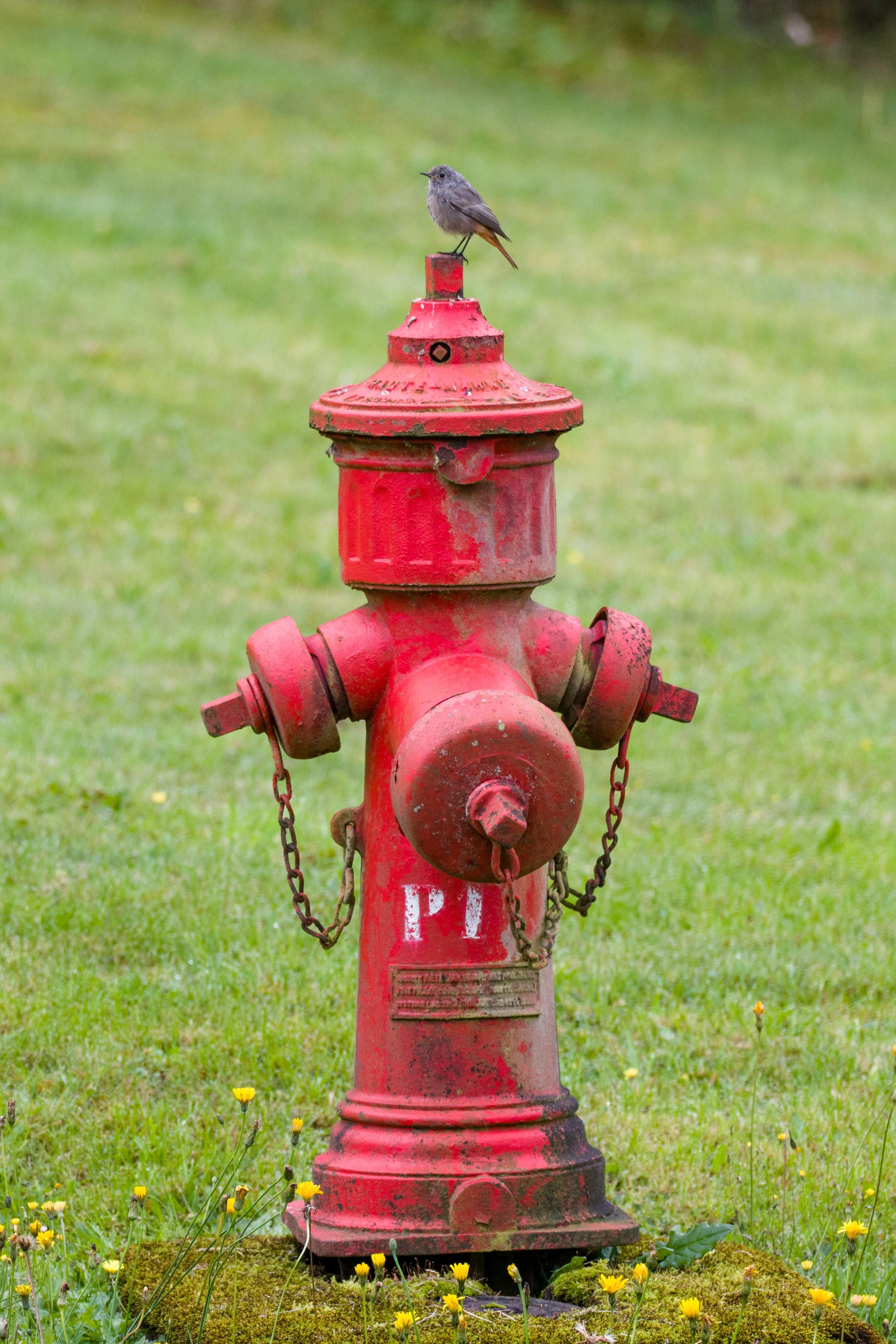 Black Redstart on fire-hydrant opposite house.