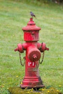 Black Redstart on fire-hydrant opposite house.