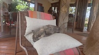I'm not sure the cat ever moved.