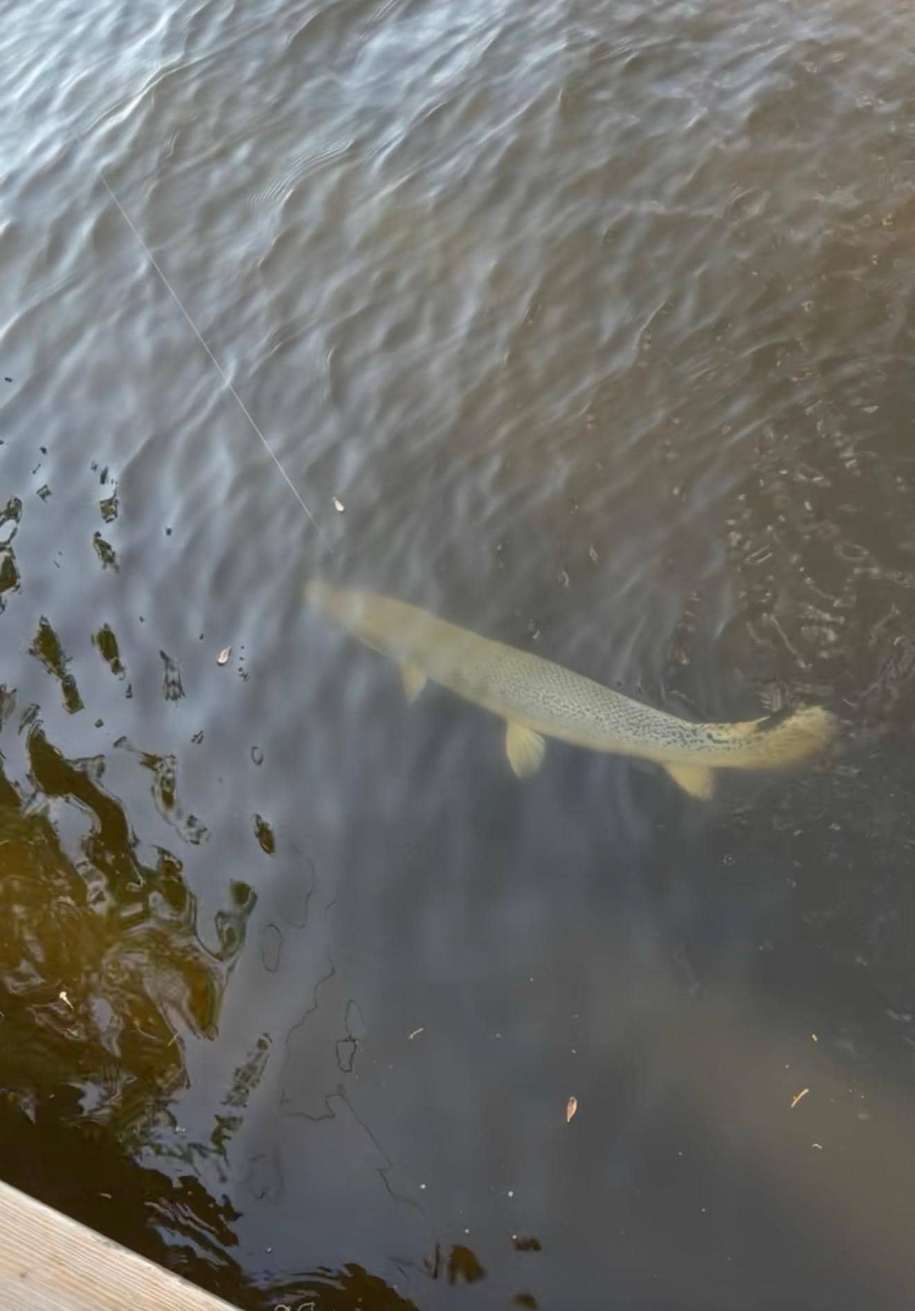Caught alligator gar and blue cats on cut bait.
