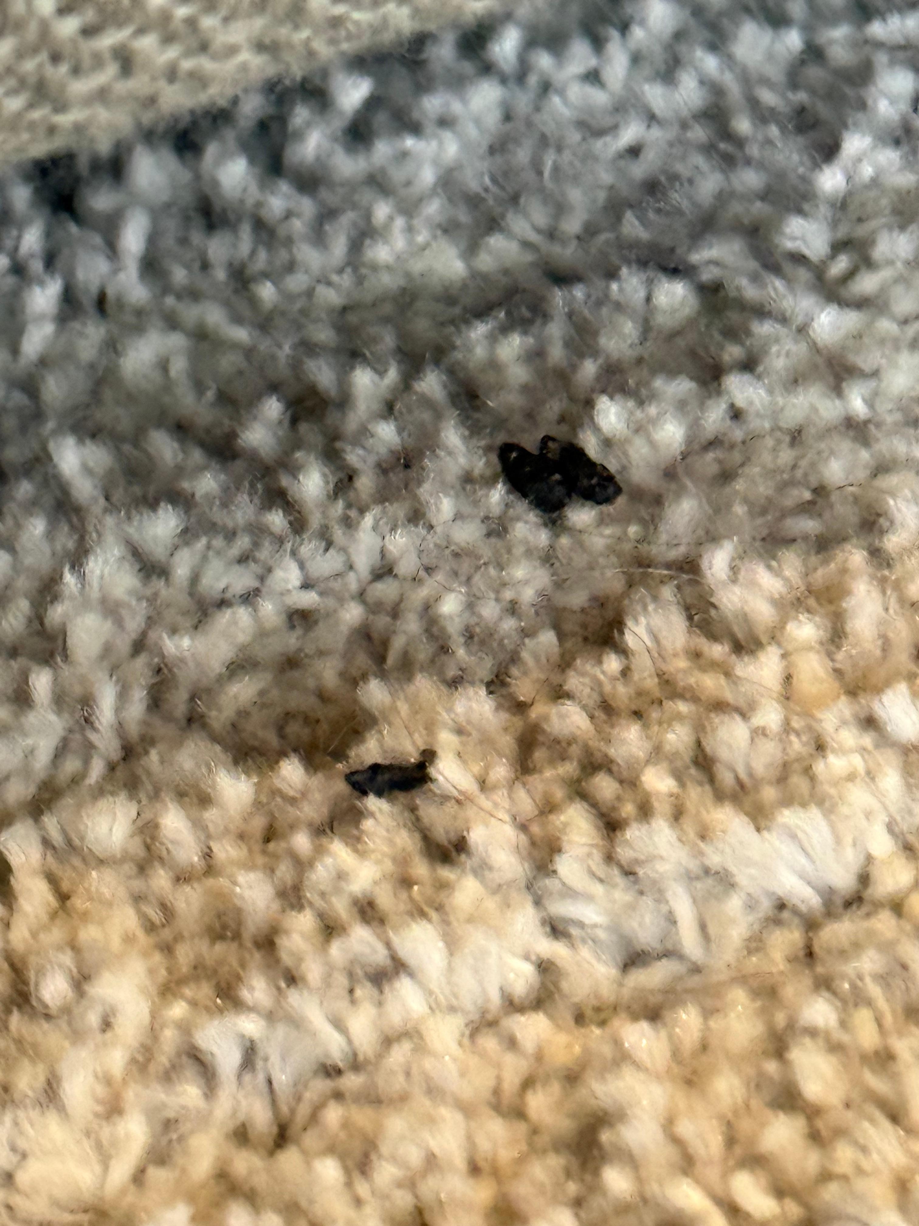 Rat feces on rugs, carpet and under the beds.