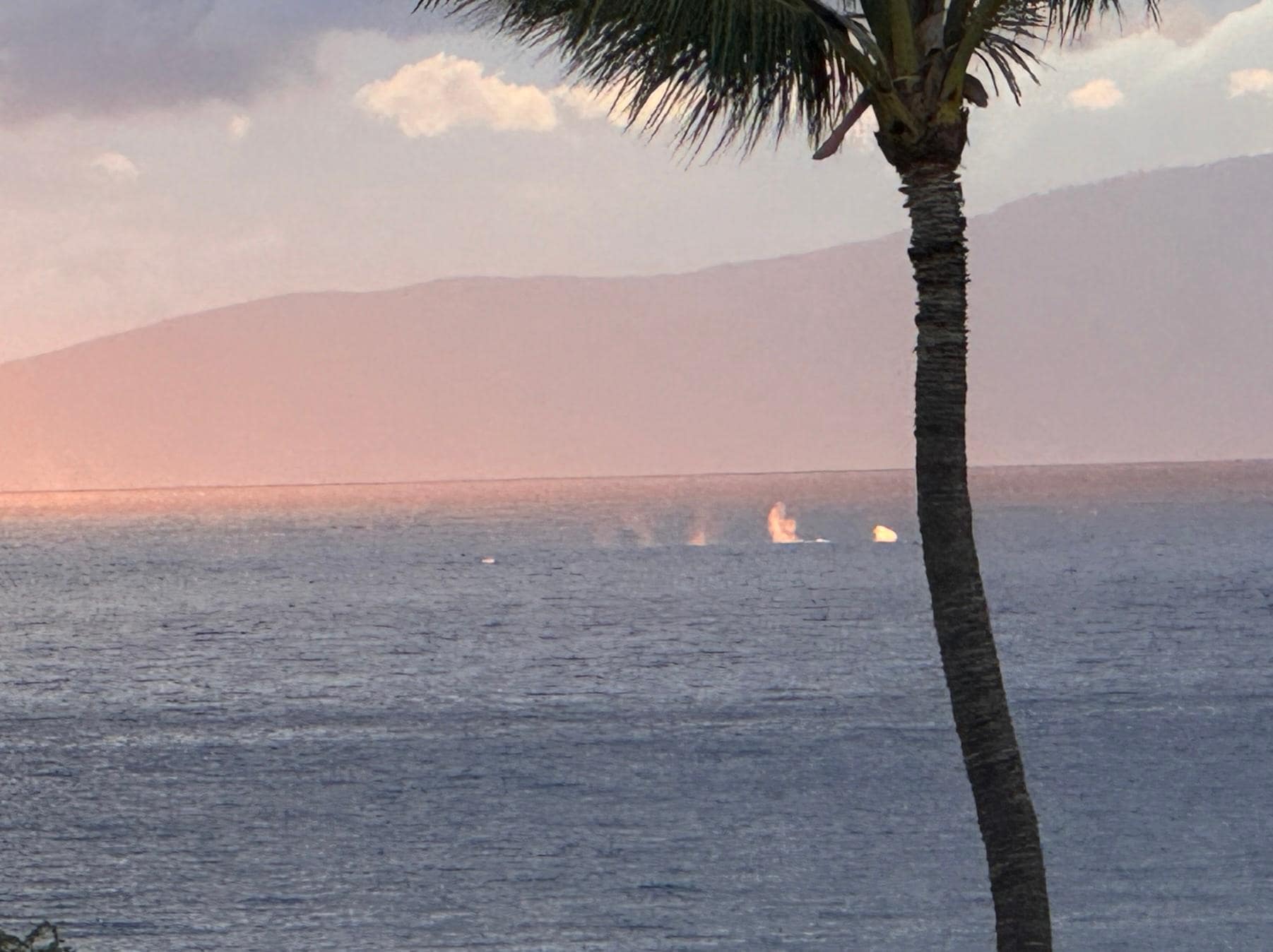 whales jumping in the Sunset, view from the Penthouse