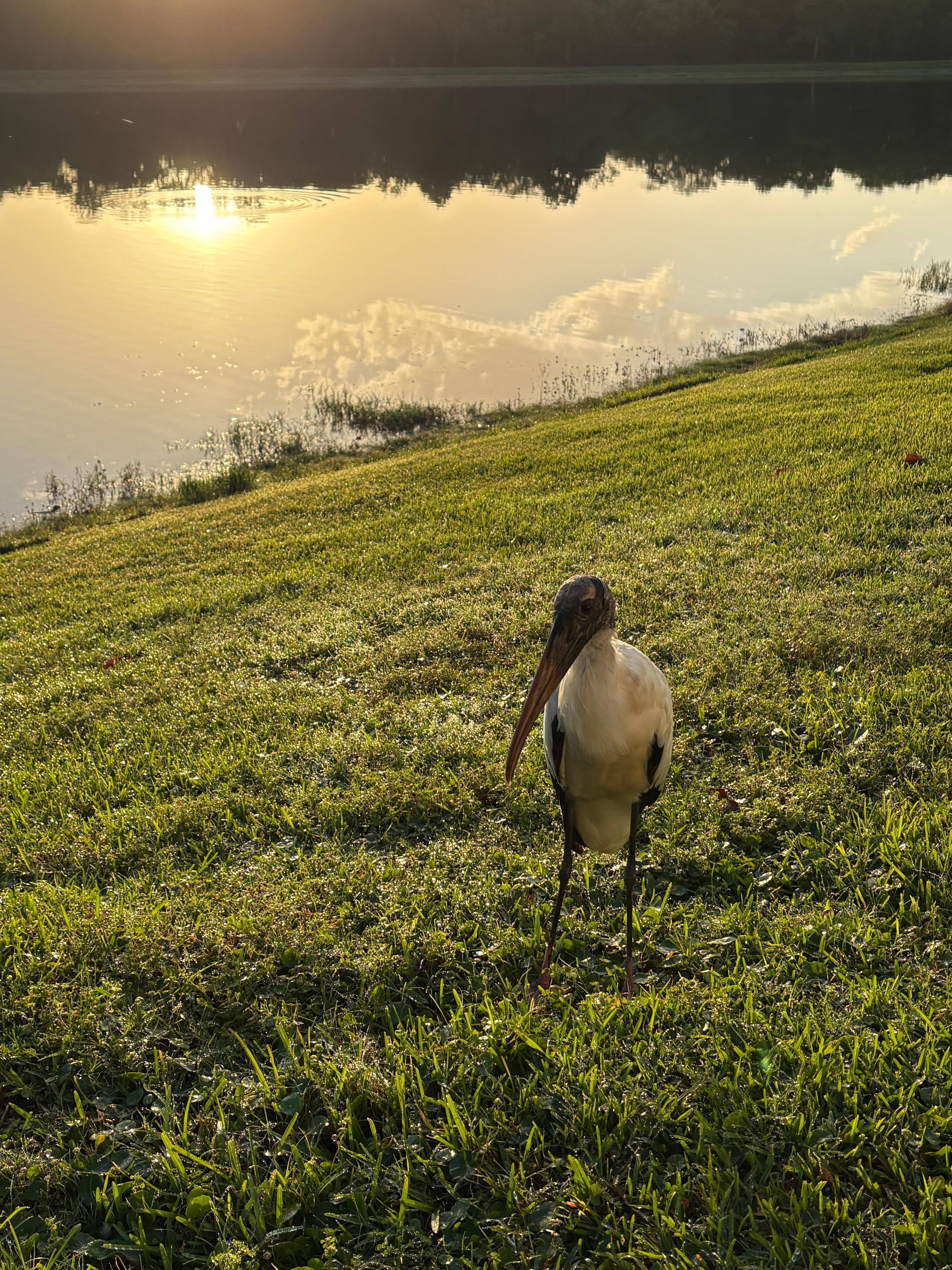 A friendly wood stork visiting in the morning.