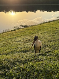 A friendly wood stork visiting in the morning.