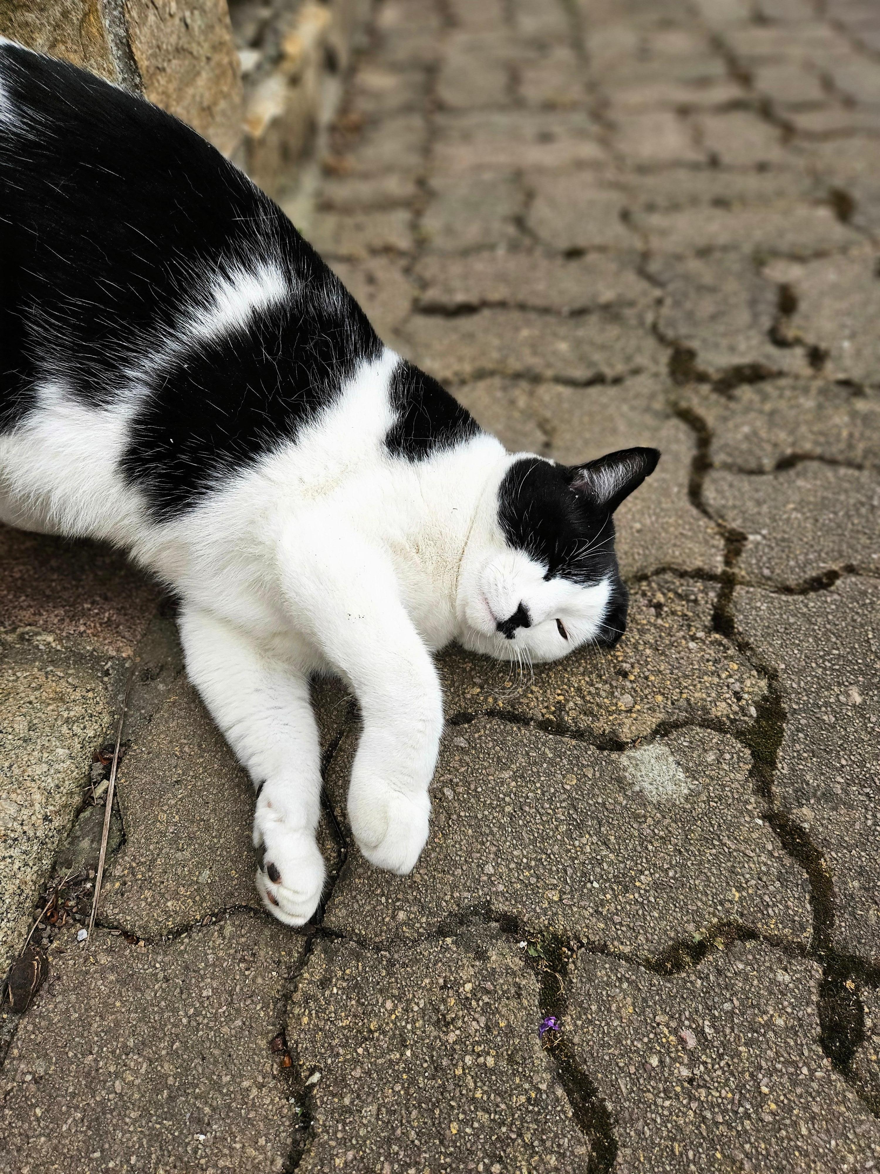 Neighborhood cat