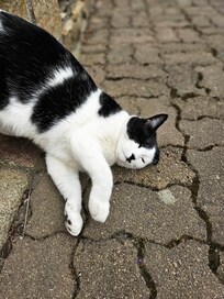 Neighborhood cat